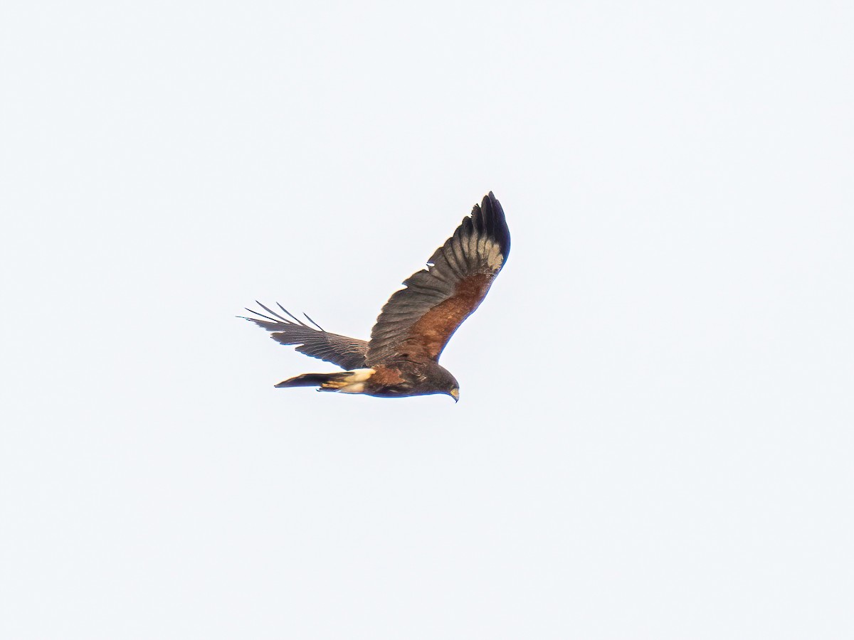 Harris's Hawk - ML643875744