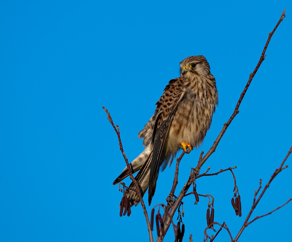 Eurasian Kestrel - ML643875749
