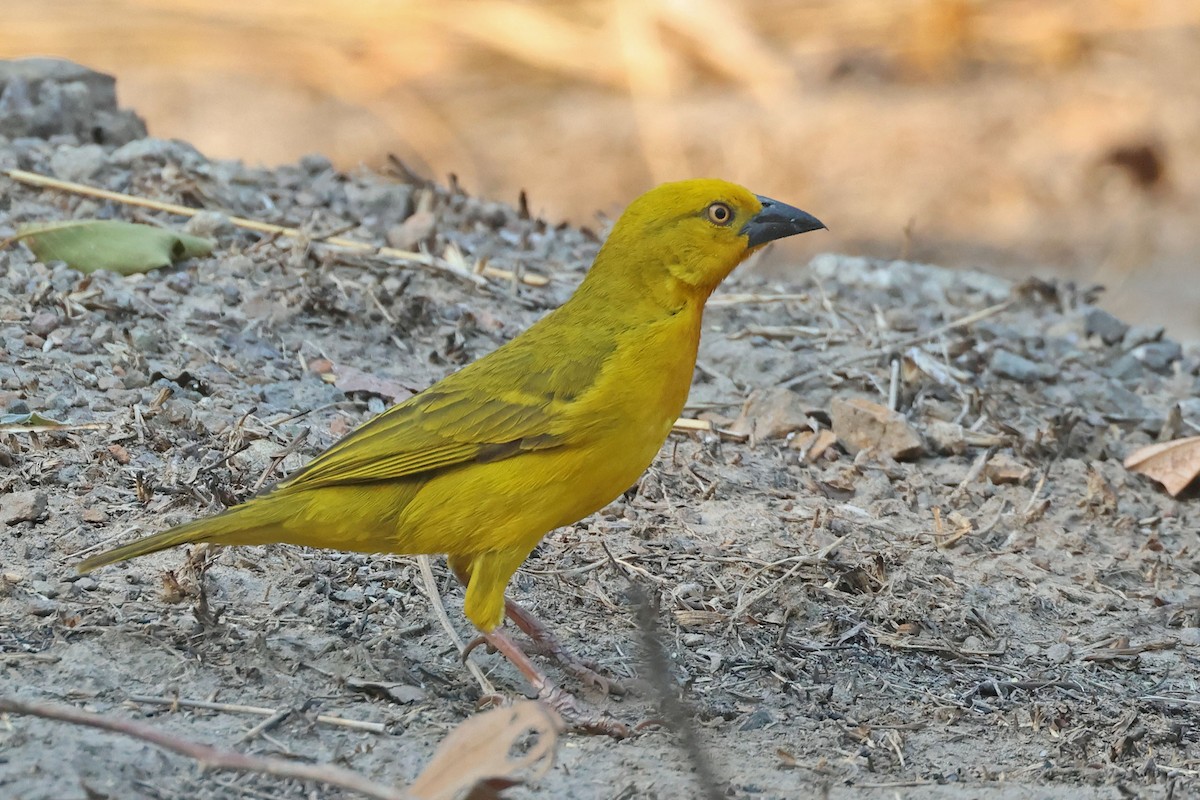Holub's Golden-Weaver - ML643875756