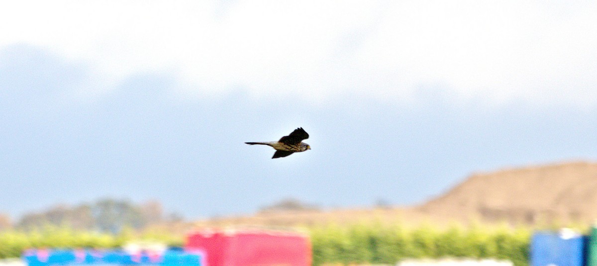 Eurasian Kestrel - ML643875758