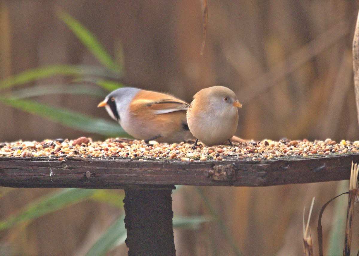 Bearded Reedling - ML643875770