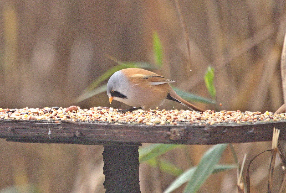 Bearded Reedling - ML643875772