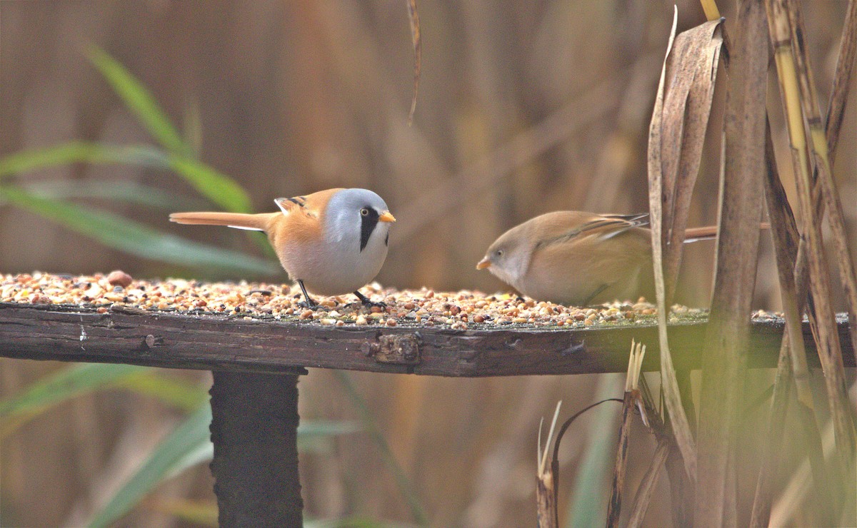Bearded Reedling - ML643875773