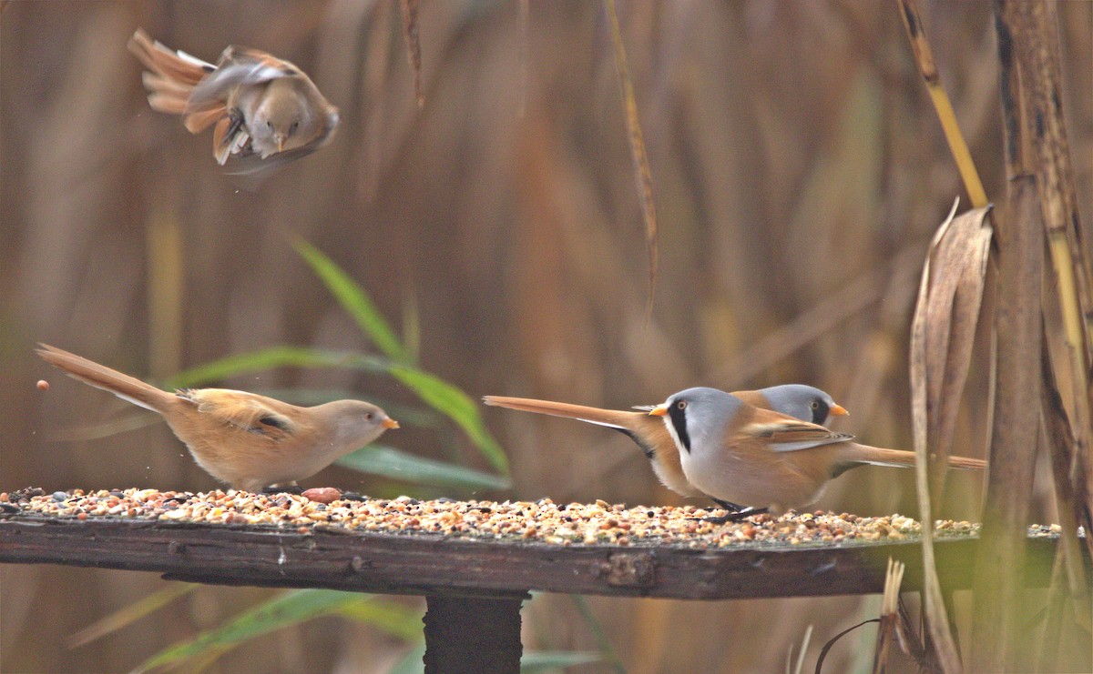 Bearded Reedling - ML643875774