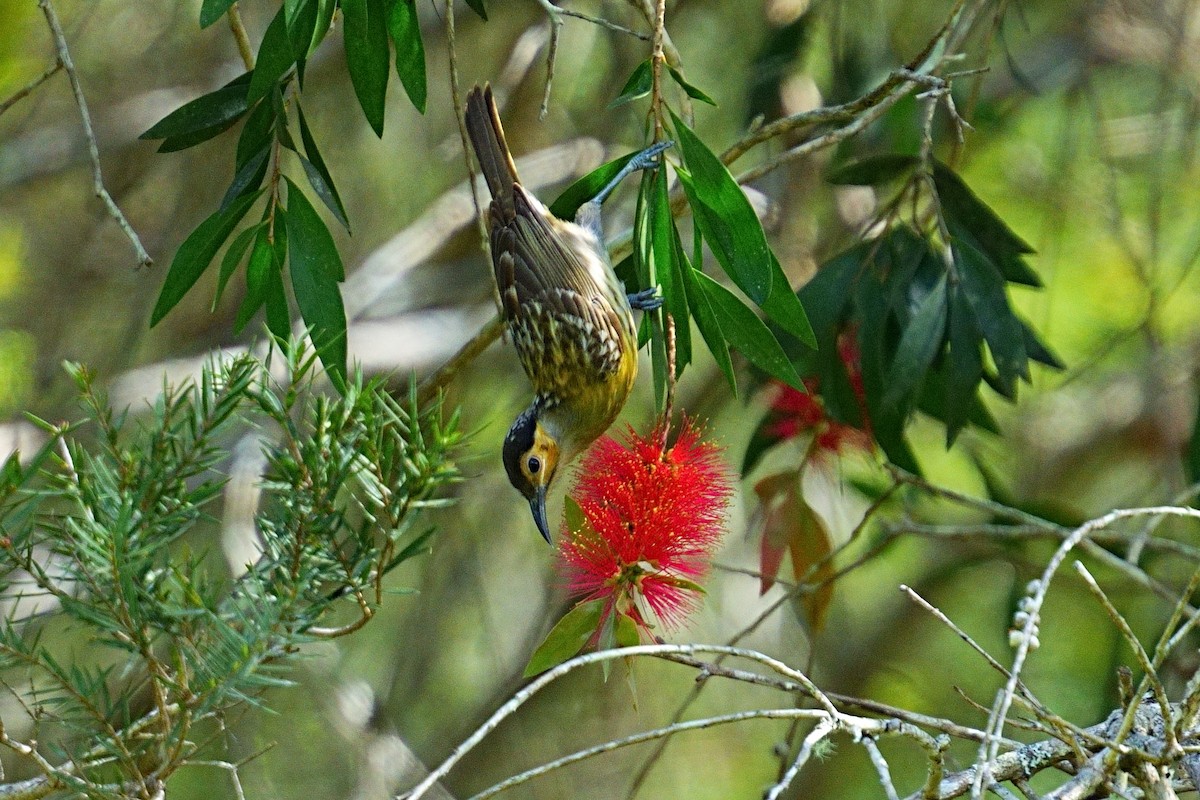 Macleay's Honeyeater - ML643875776