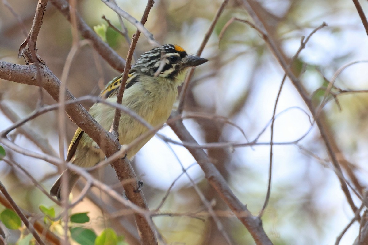 Sarı Alınlı Cüce Barbet - ML643875777
