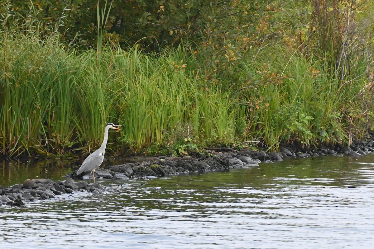 Gray Heron - ML643875782