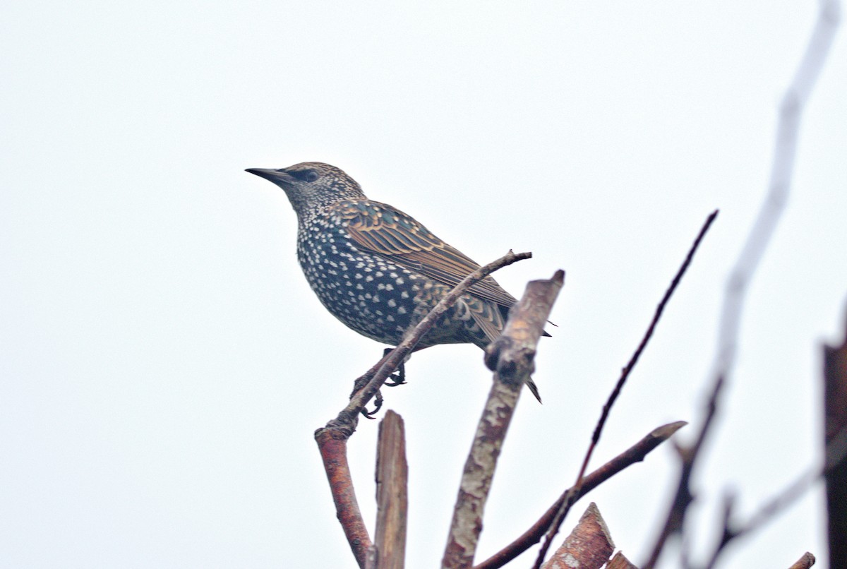 European Starling - ML643875788