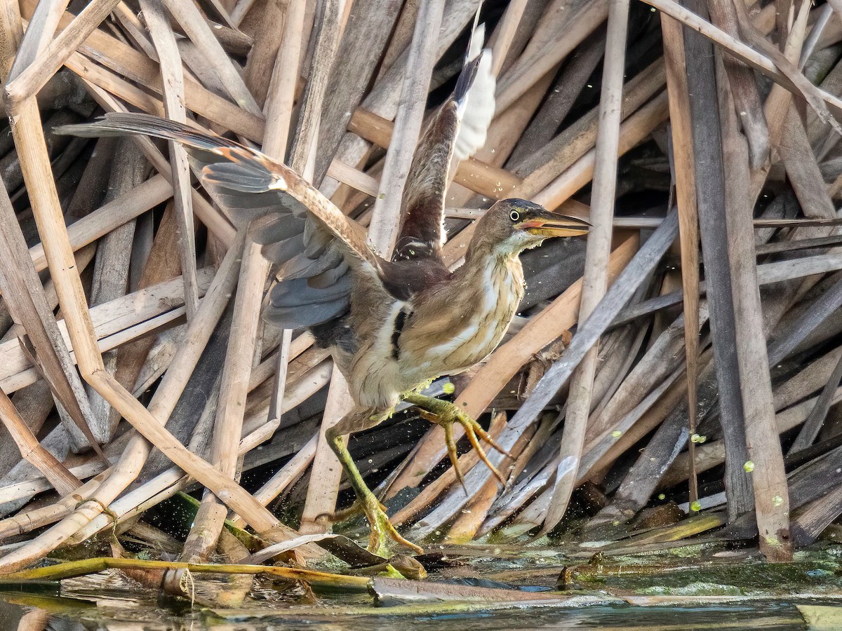 Least Bittern - ML643875791