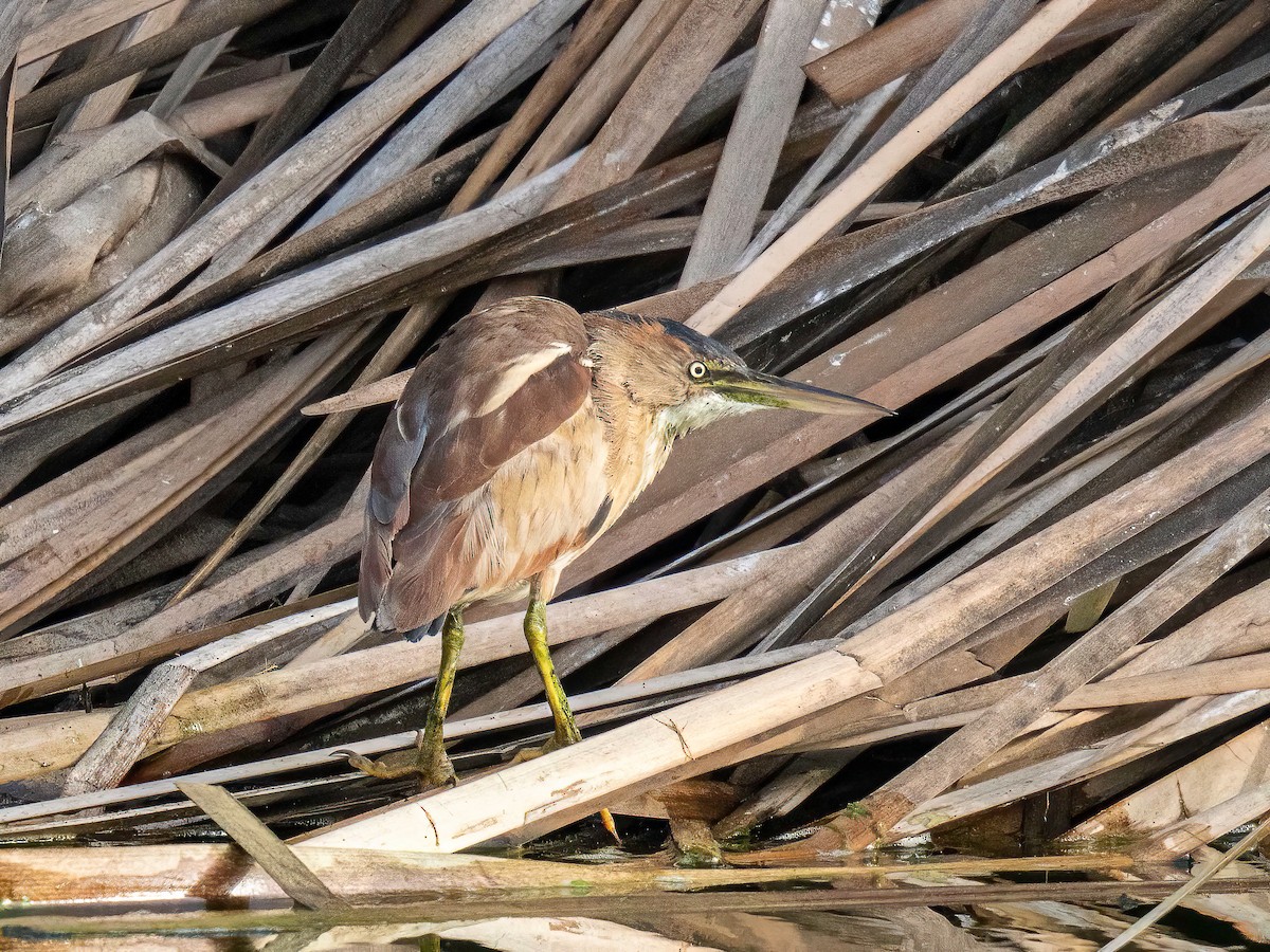 Least Bittern - ML643875792