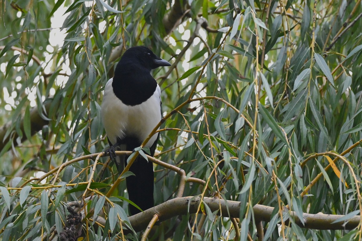 skjære - ML643875804