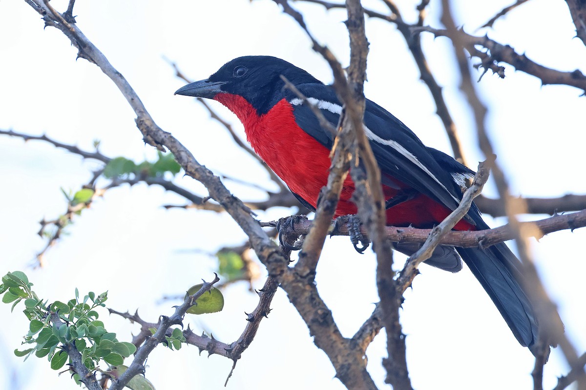Crimson-breasted Gonolek - ML643875805