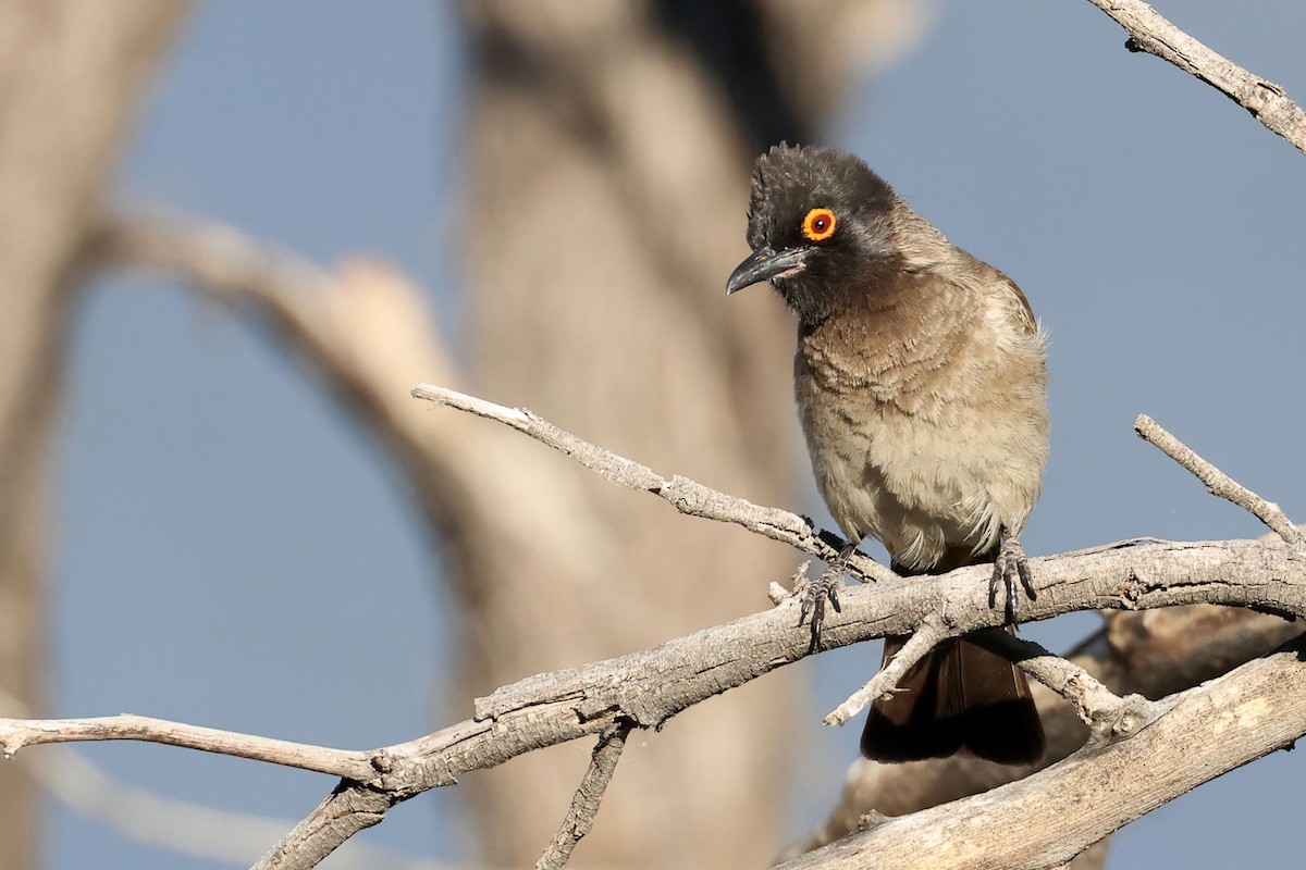 Black-fronted Bulbul - ML643875827