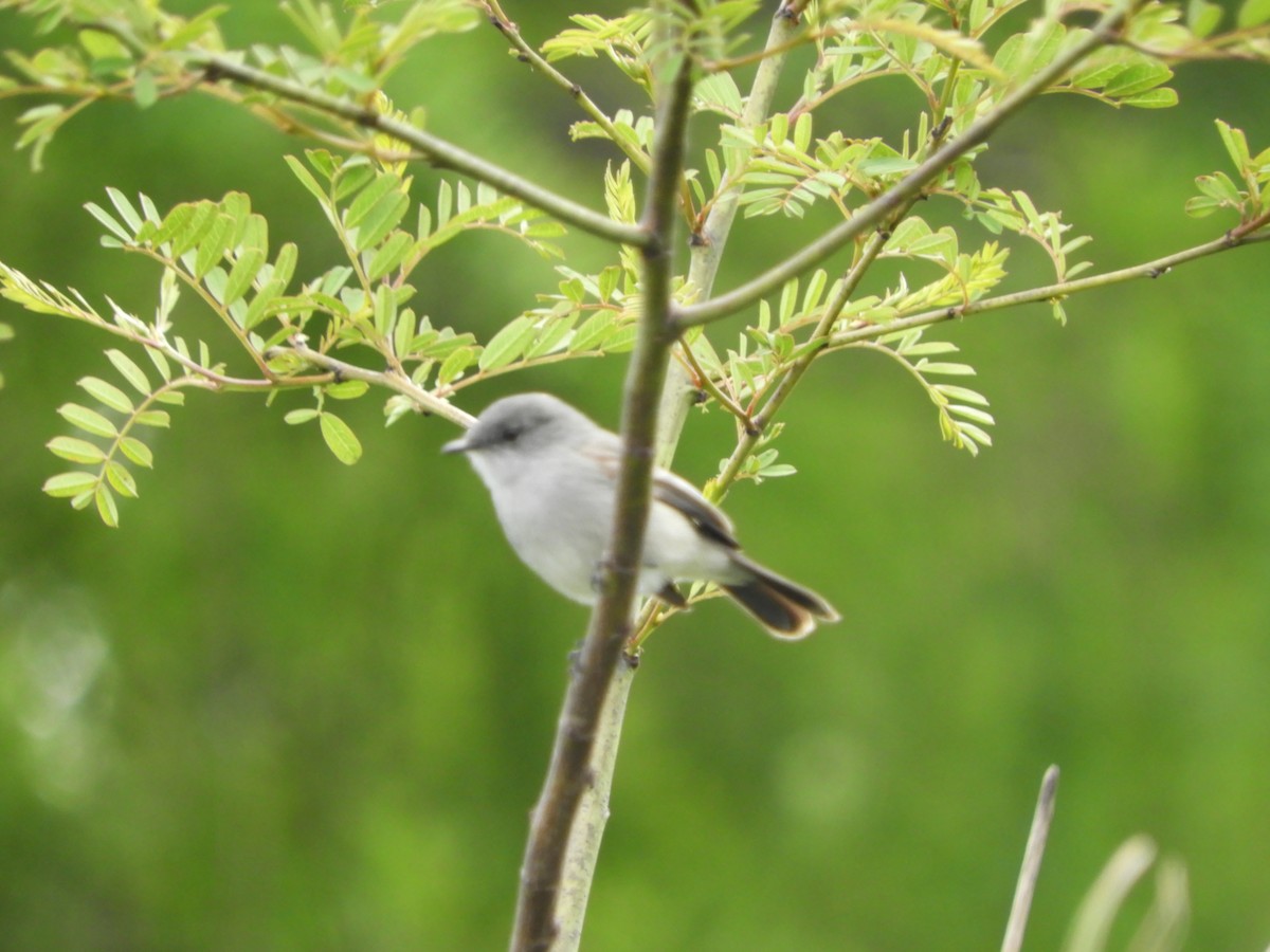 Sooty Tyrannulet - ML643875830