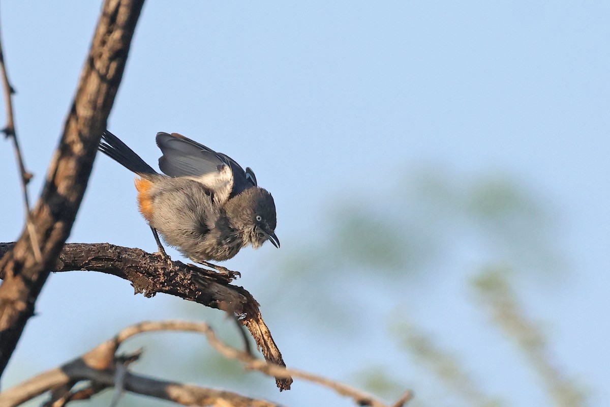 Chestnut-vented Warbler - ML643875831