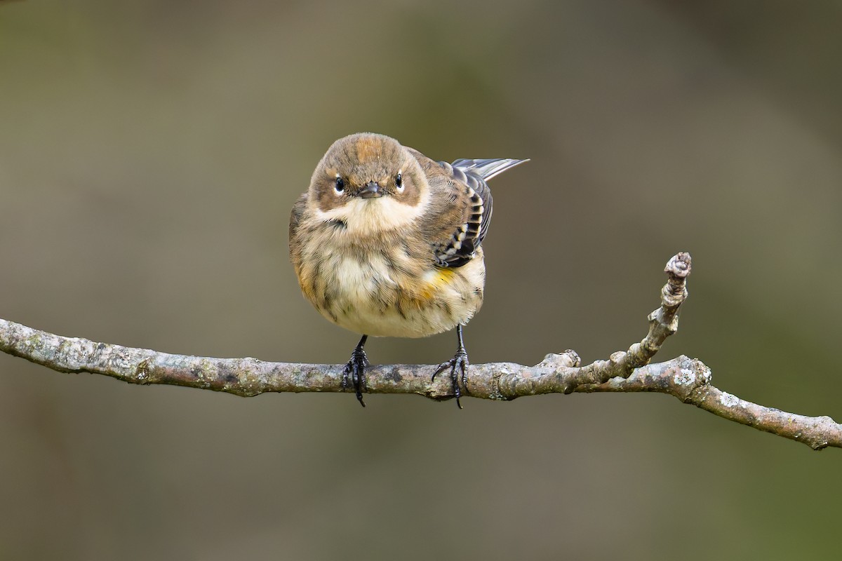 lesňáček žlutoskvrnný (ssp. coronata) - ML643875832