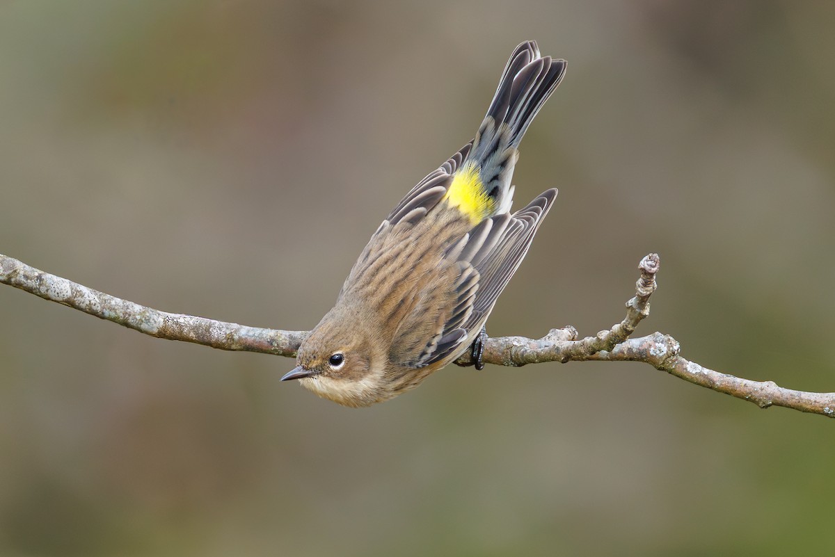 lesňáček žlutoskvrnný (ssp. coronata) - ML643875833