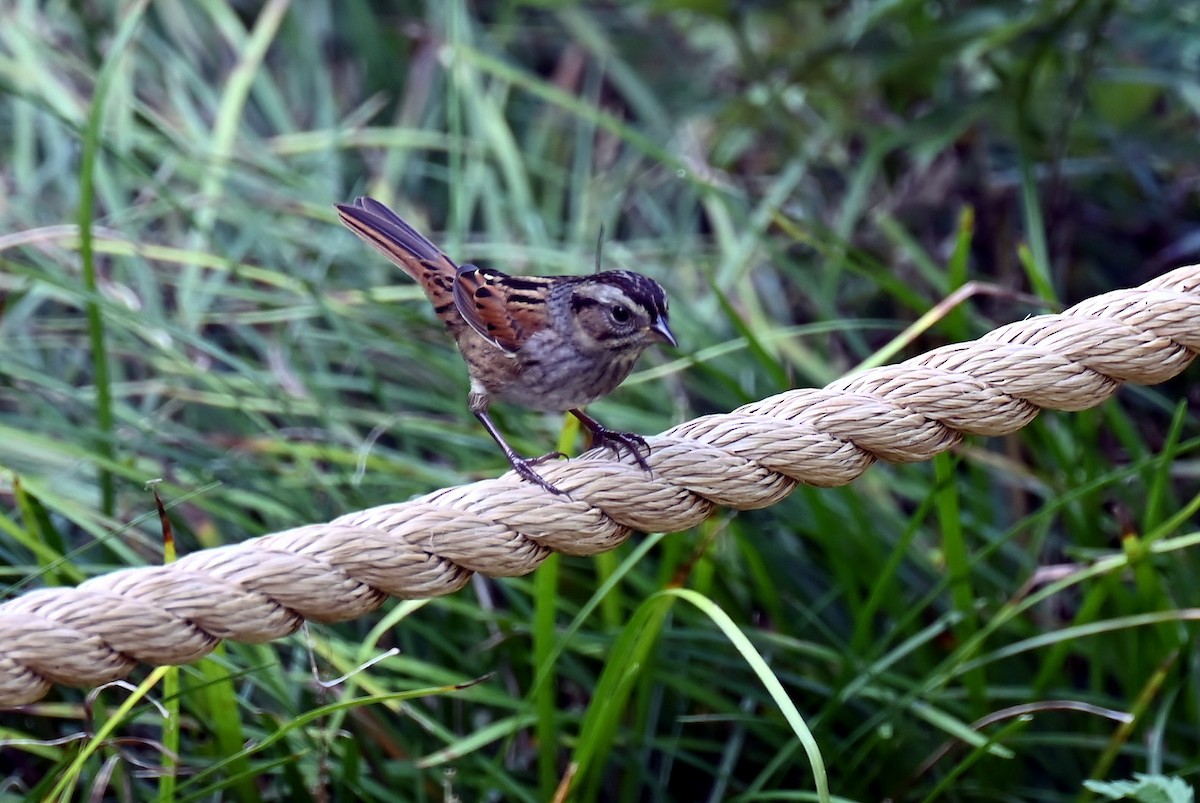 Swamp Sparrow - ML643875834