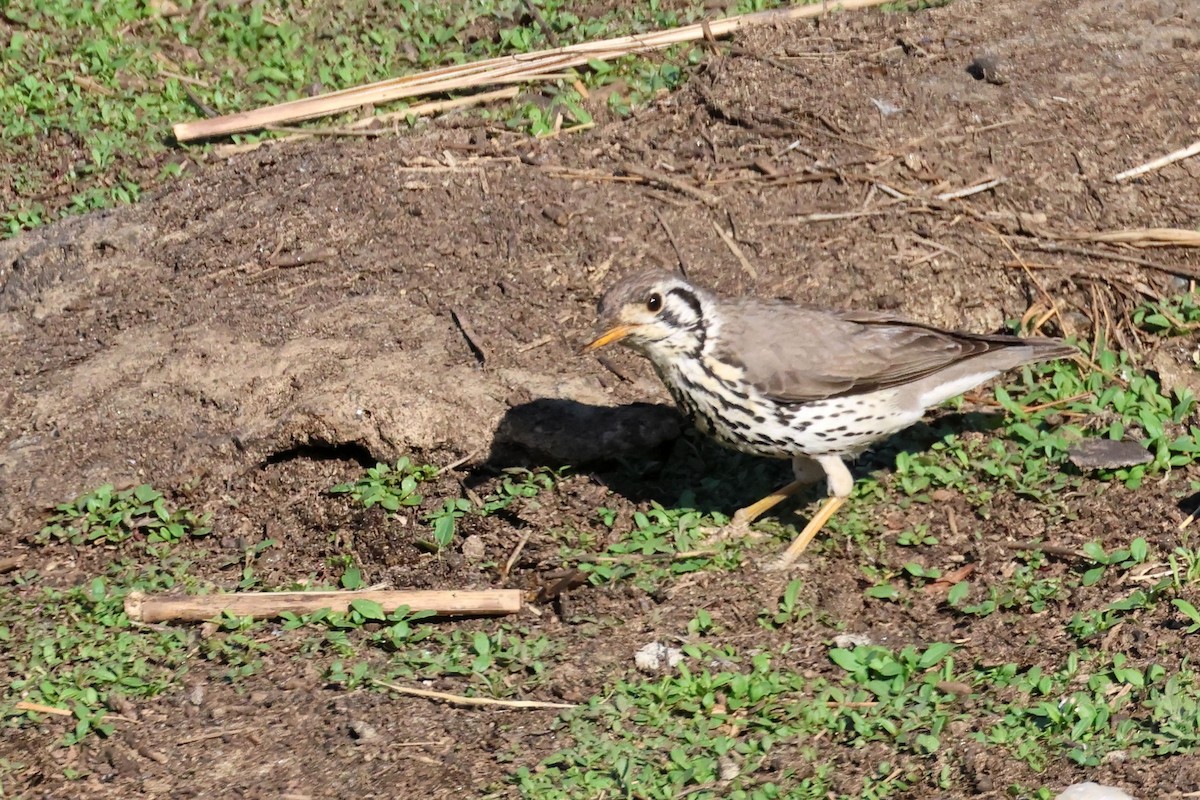 Groundscraper Thrush - ML643875838