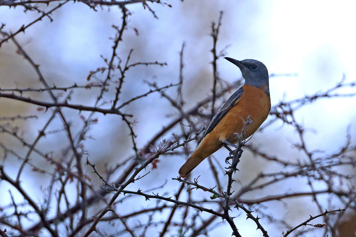Short-toed Rock-Thrush (White-crowned) - ML643875842
