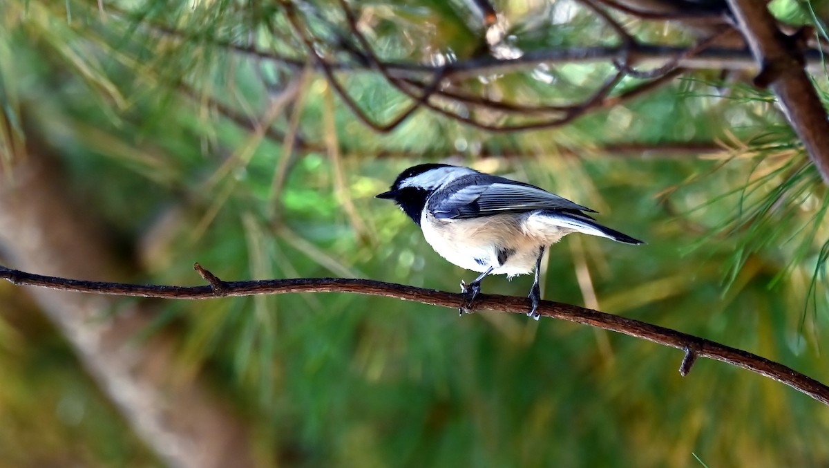 Black-capped Chickadee - ML643875844