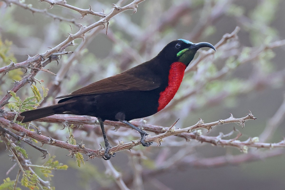 Scarlet-chested Sunbird - ML643875852