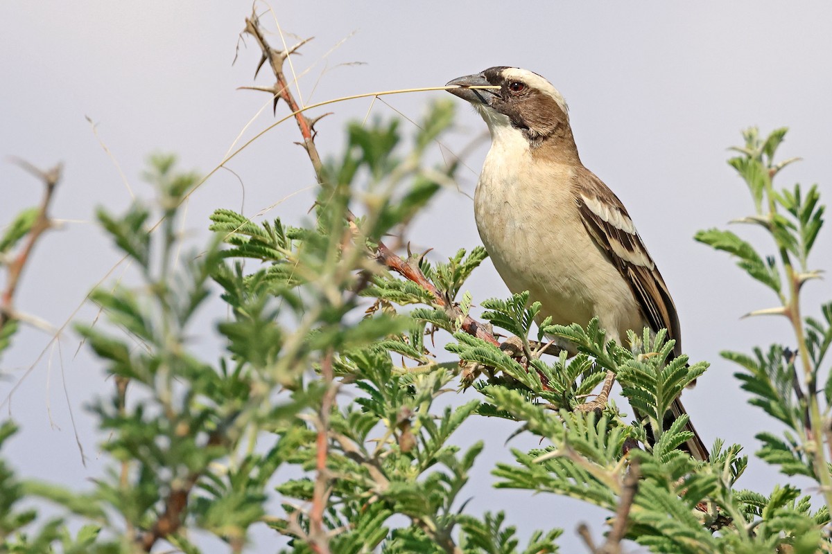 White-browed Sparrow-Weaver (White-breasted) - ML643875854