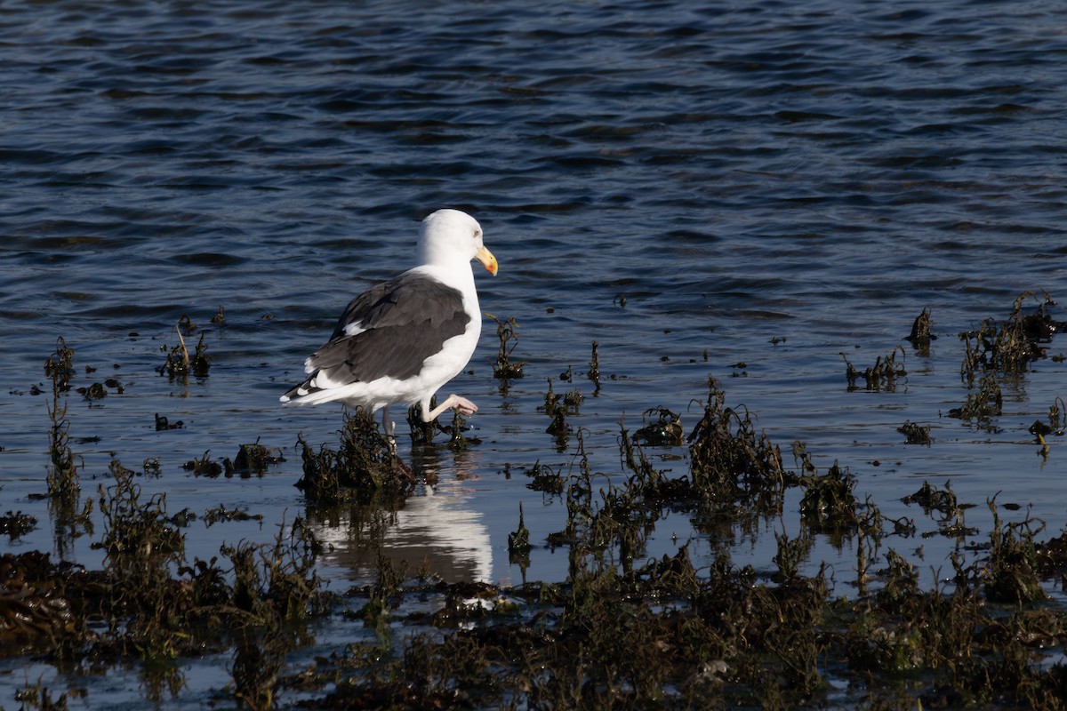 Great Black-backed Gull - ML643875862