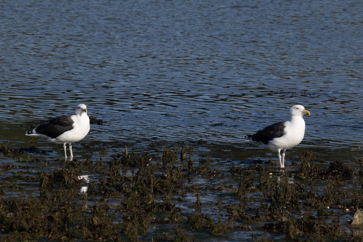 Great Black-backed Gull - ML643875863