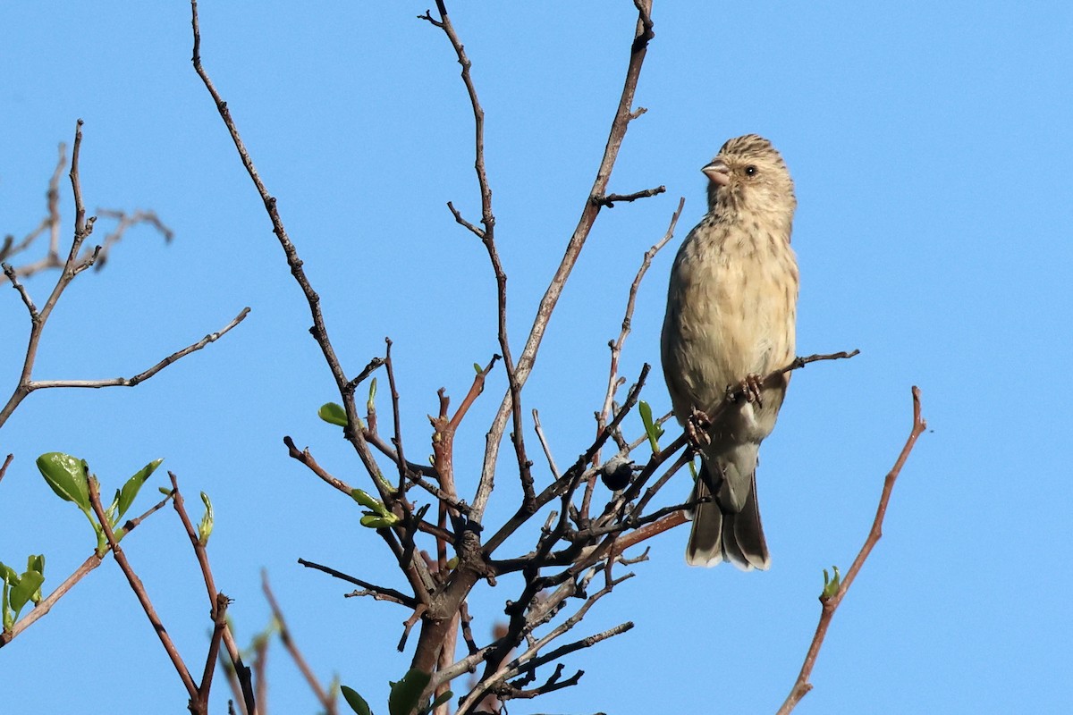 Black-throated Canary - ML643875864