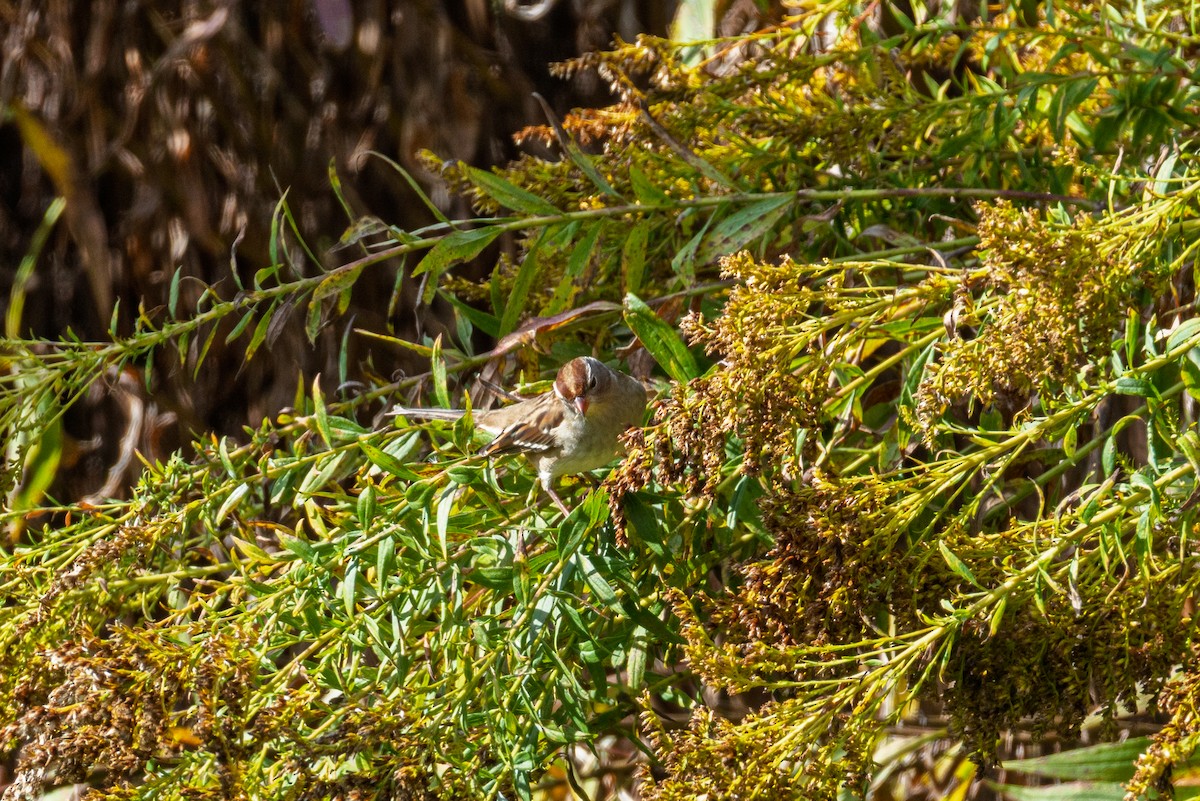 White-crowned Sparrow - ML643875869