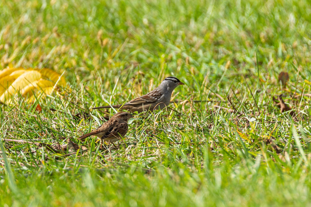 White-crowned Sparrow - ML643875870