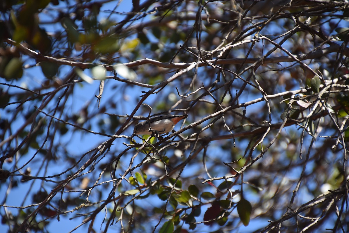 Mistletoebird - ML643875873