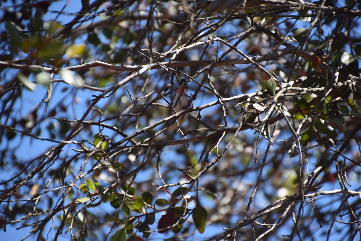 Mistletoebird - ML643875874