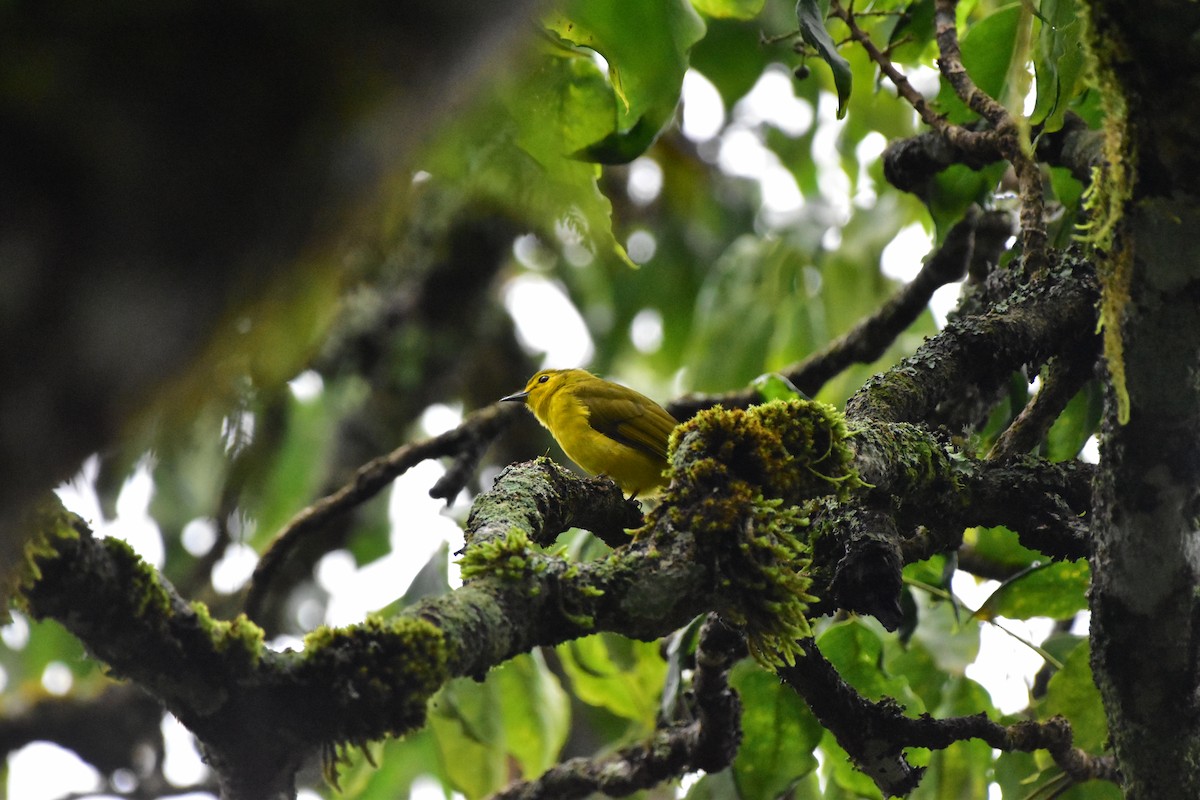 Yellow-browed Bulbul - ML643875875