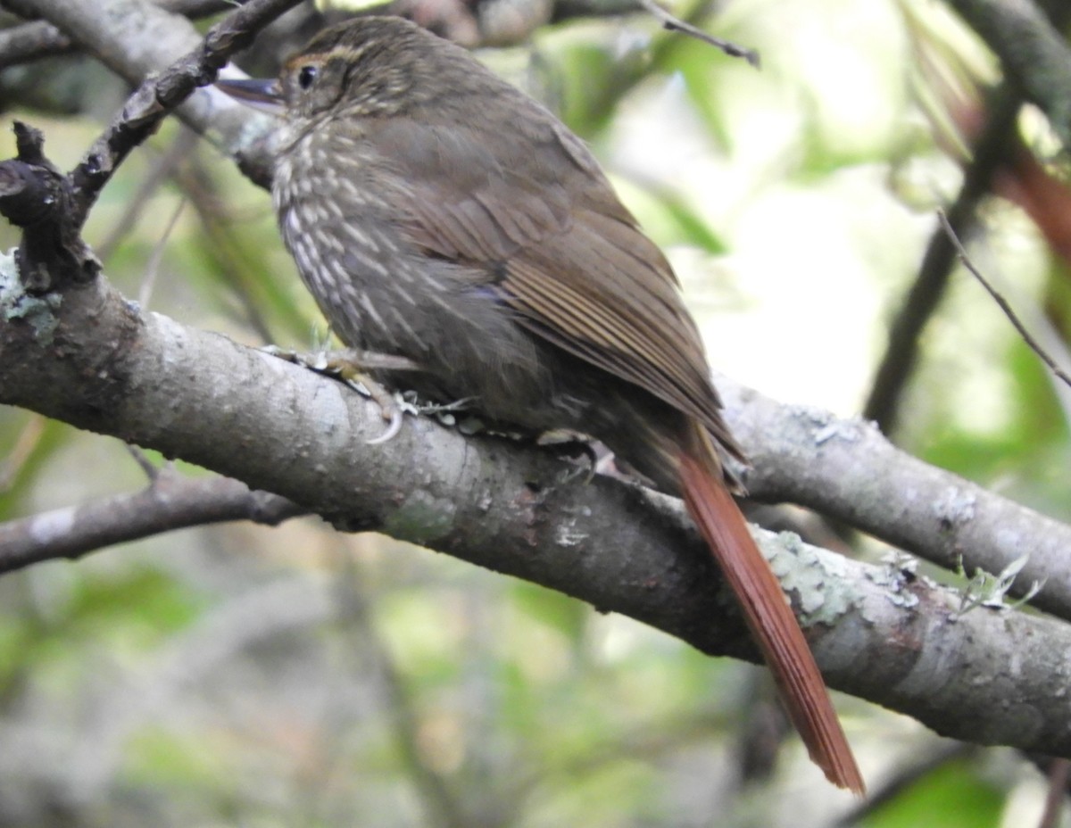 Buff-browed Foliage-gleaner - ML643875888