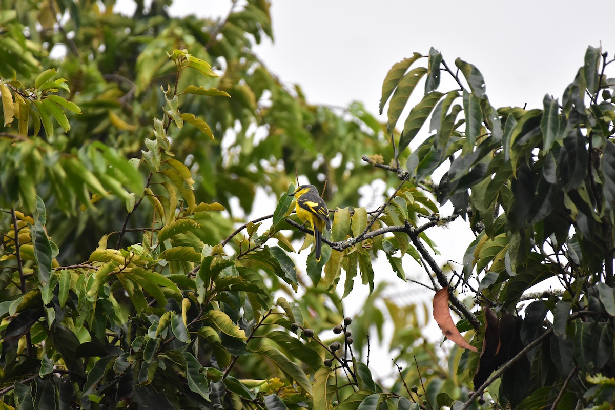 Orange Minivet - ML643875898