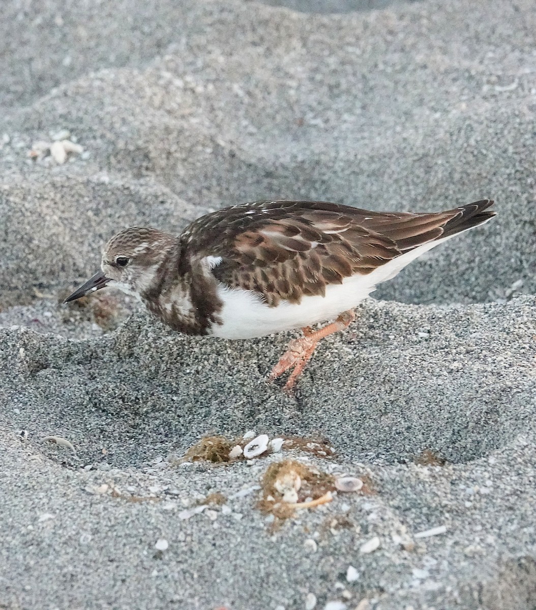 Ruddy Turnstone - ML643875903
