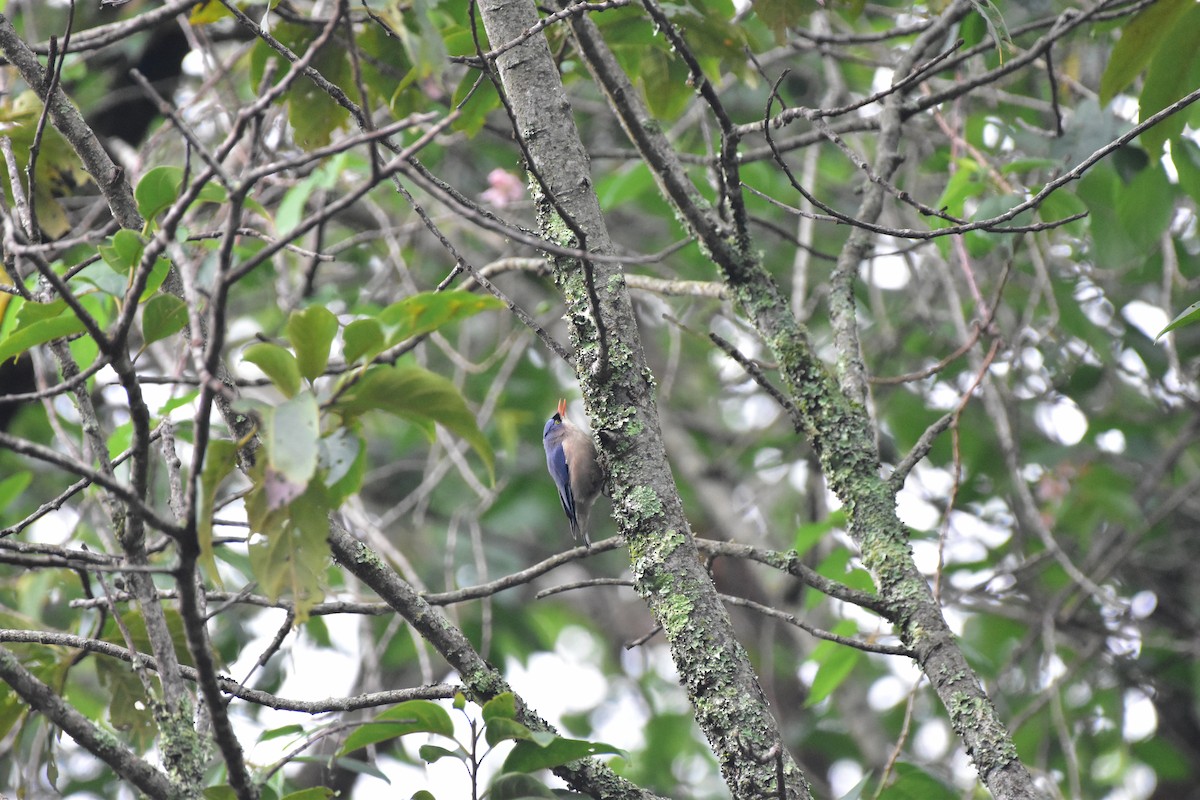 Velvet-fronted Nuthatch - ML643875914