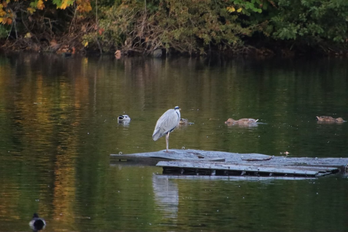 Gray Heron - ML643875932