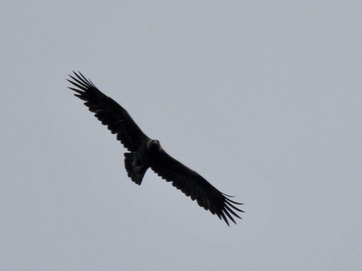 Golden Eagle - ML643875952