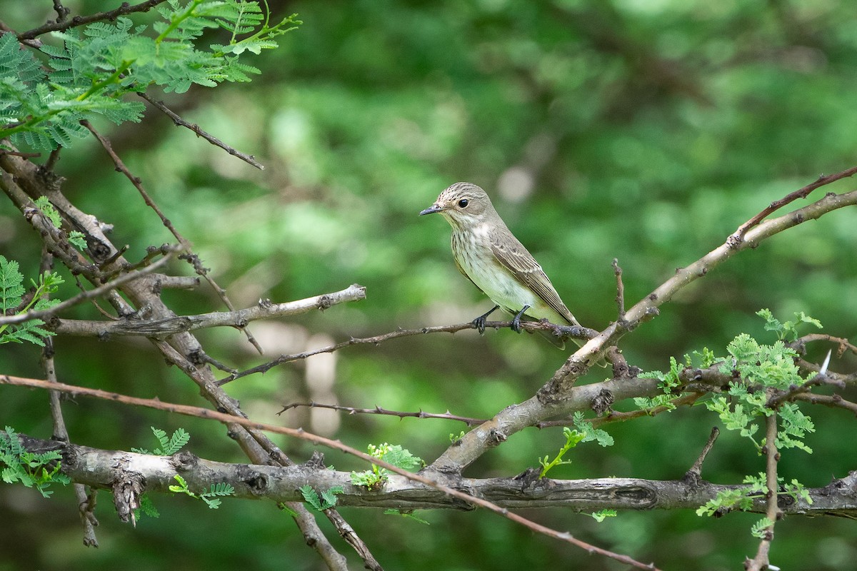 Spotted Flycatcher (Spotted) - ML643875954