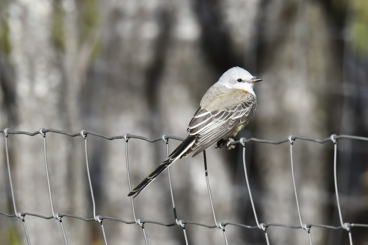 Scissor-tailed Flycatcher - ML643875959