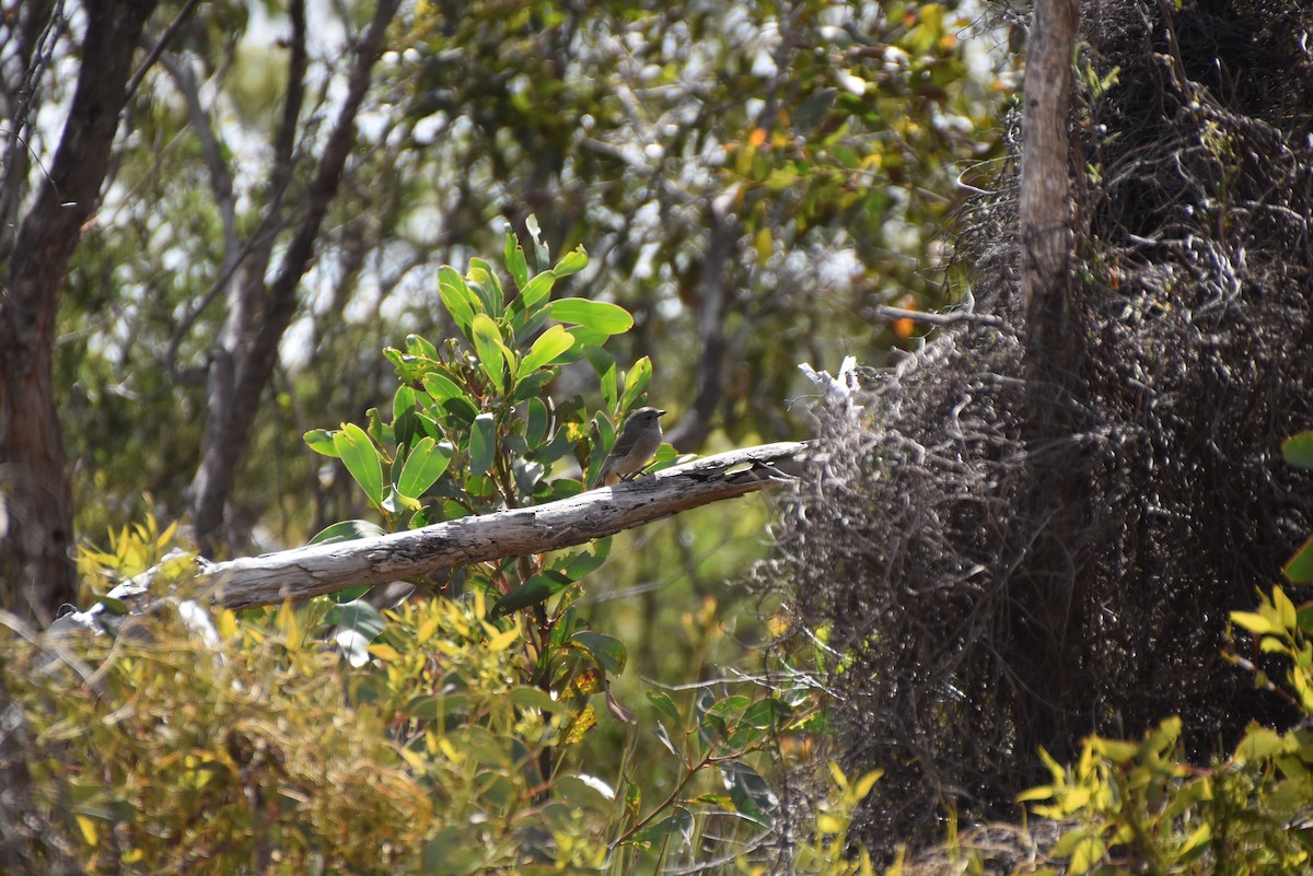 Golden Whistler (Western) - ML643875961