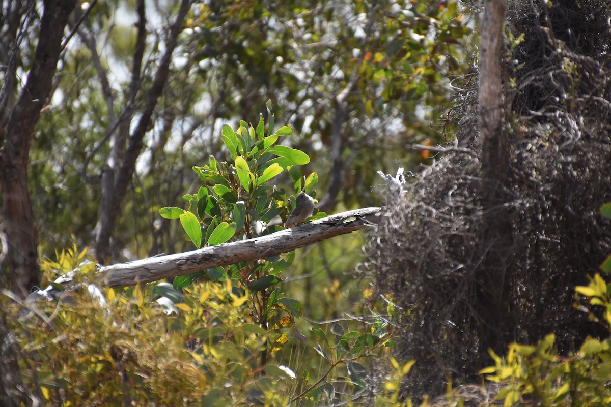 Golden Whistler (Western) - ML643875962