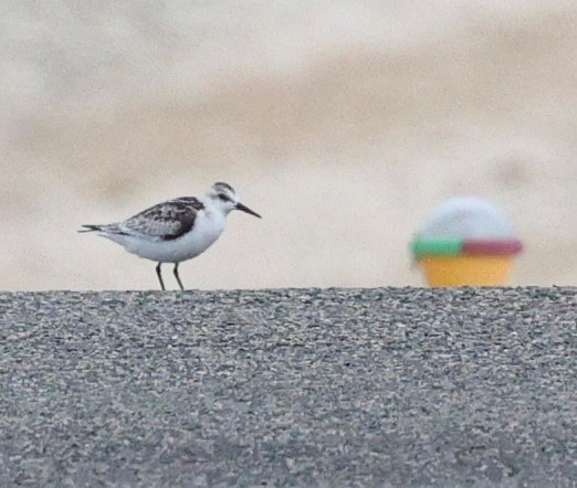 Sanderling - ML643875970