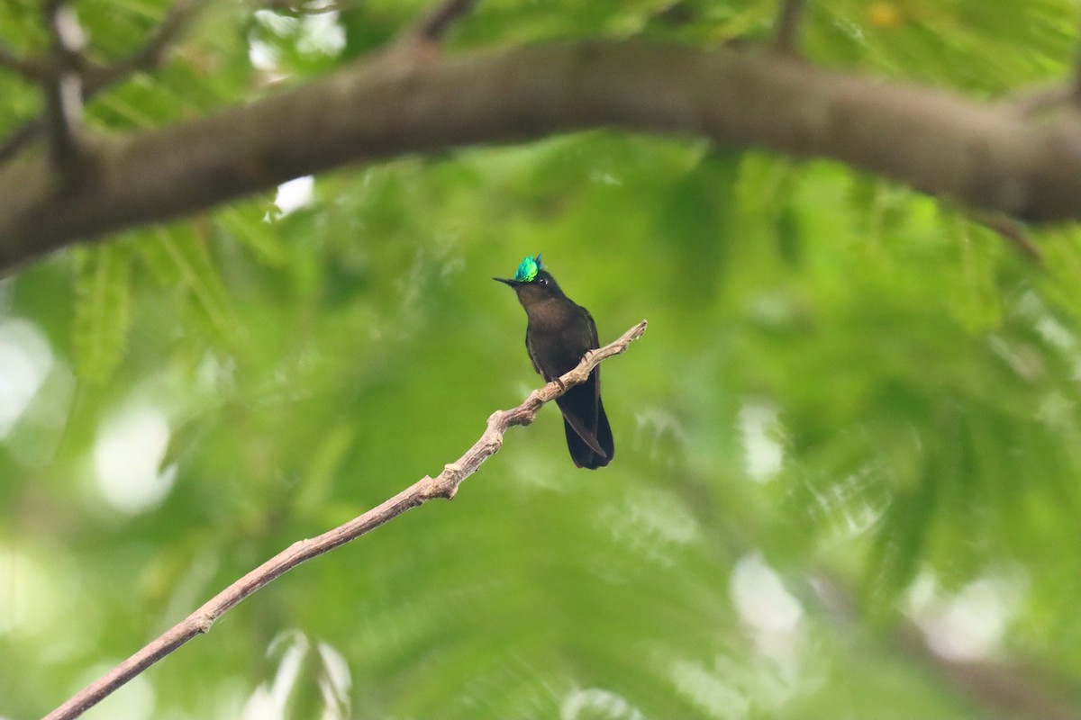 Antillean Crested Hummingbird - ML643875982