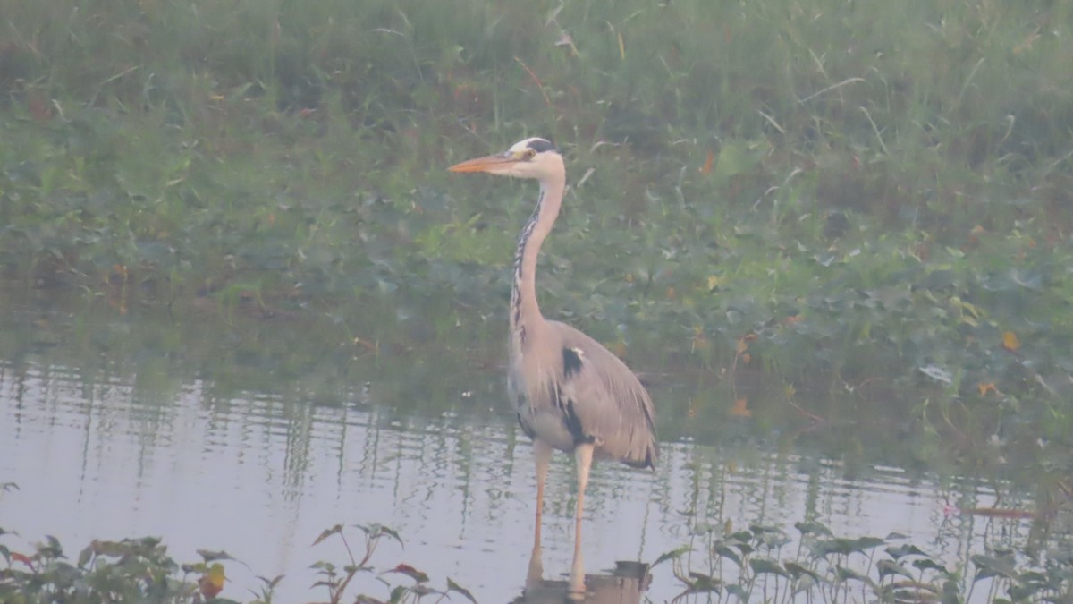 Gray Heron - ML643875989
