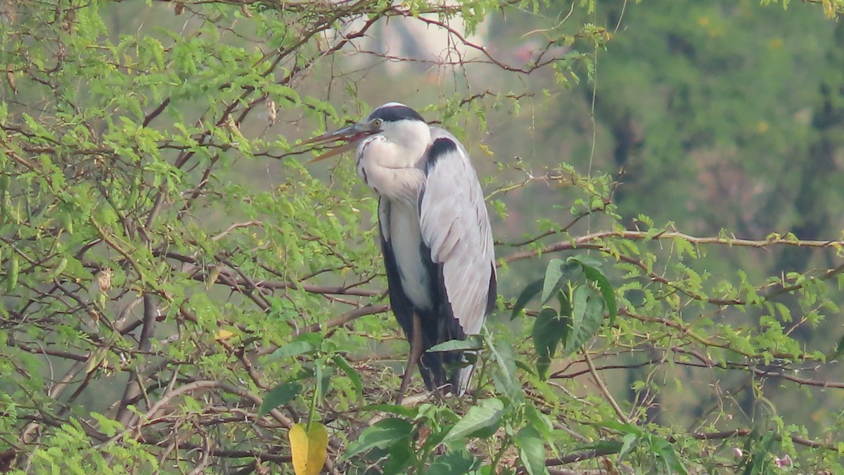 Gray Heron - ML643875990
