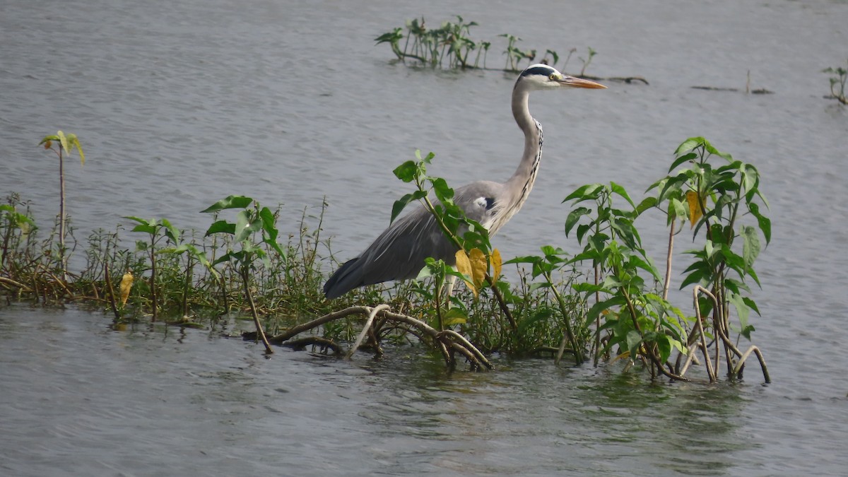 Gray Heron - ML643875991